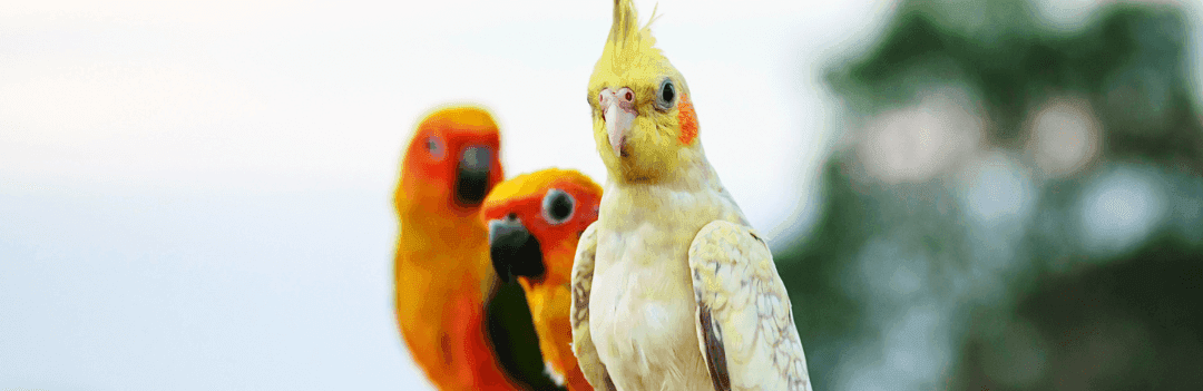 Questions à se poser avant d’adopter un oiseau ?