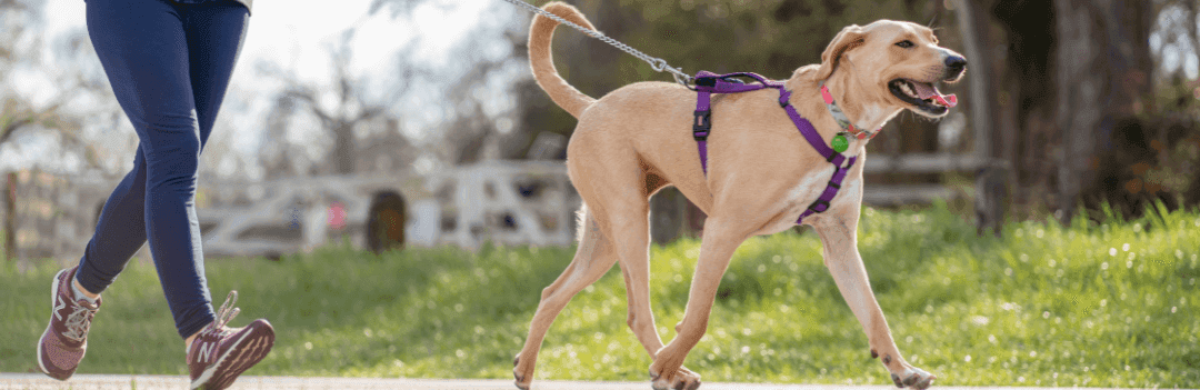 Comment soigner l'entorse de mon chien ?