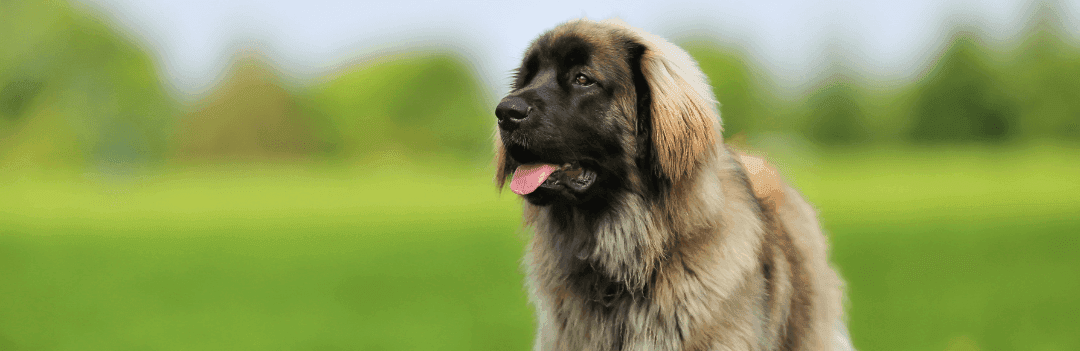 La différence entre un chien de race et un chien croisé ?