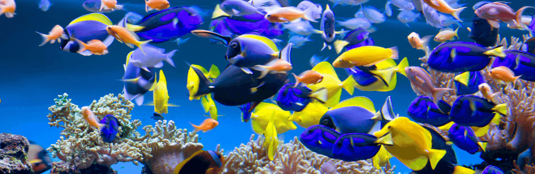 Les différents systèmes de filtration de l'aquarium