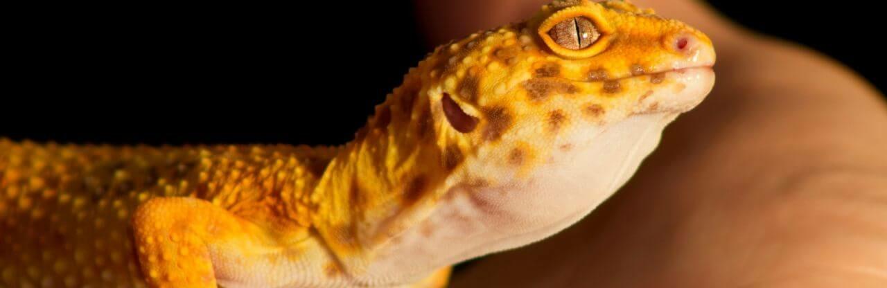 L'alimentation du gecko léopard - que mange-t-il ?