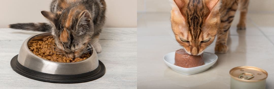 Bi-nutrition : pourquoi associer croquettes et pâtée pour votre chat ?