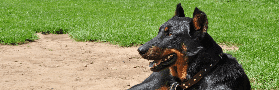 Le Beauceron