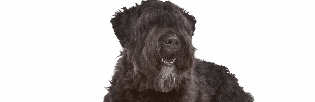 Le Bouvier des Flandres