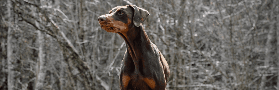 Le Dobermann