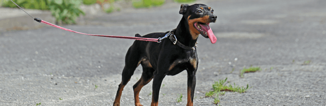 Le Pinscher Nain