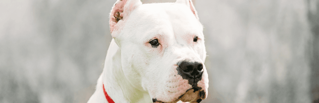 Le Dogue Argentin