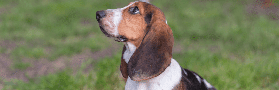 Le Basset Hound