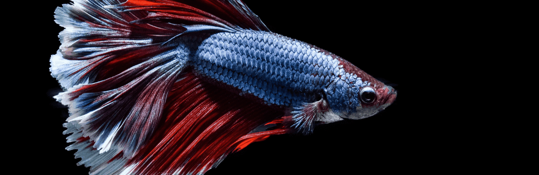 Poisson combattant