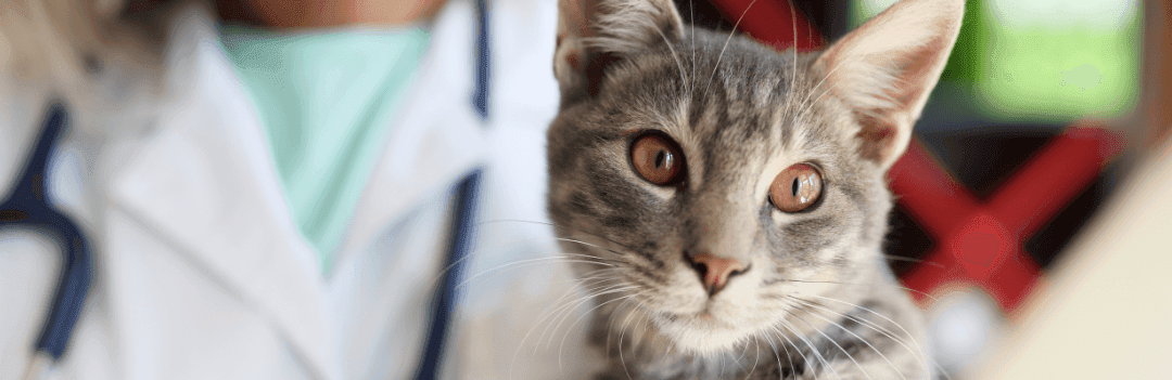 Les vices rédhibitoires du chat