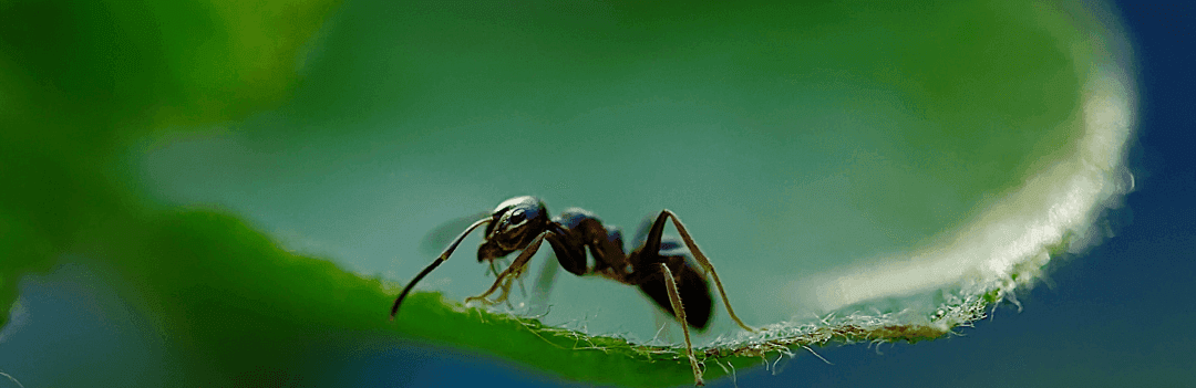 Terre de diatomée pour fourmis