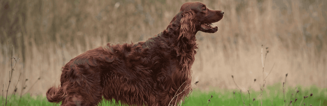 Setter Irlandais : tout savoir sur ce chien élégant et passionné