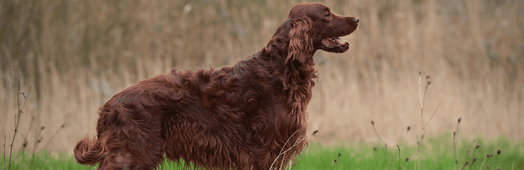 Le Setter irlandais