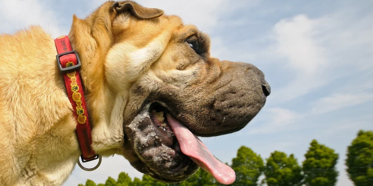 Tout Savoir Sur La Bave Du Chien Tout Savoir Sur La Bave Du Chien