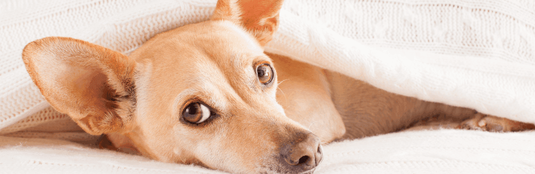 Diarrhée du chien