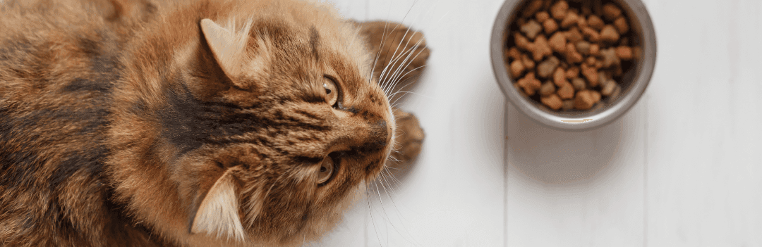 Croquettes pour chat à volonté ou à heure fixe ?