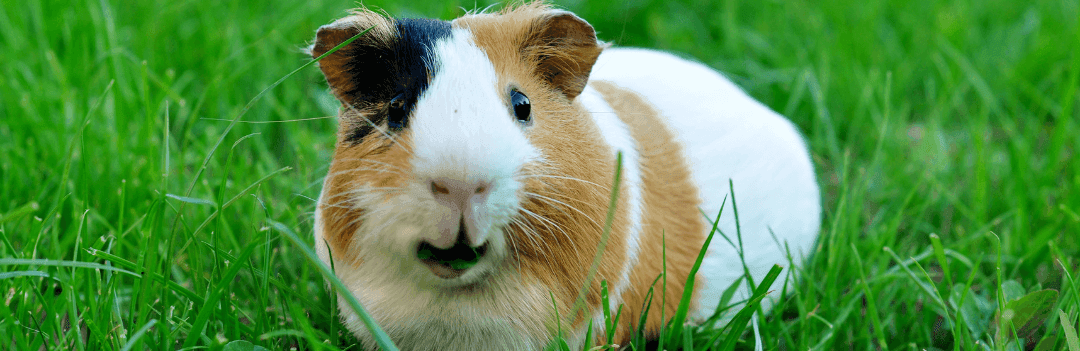 Arrivée d’un cobaye