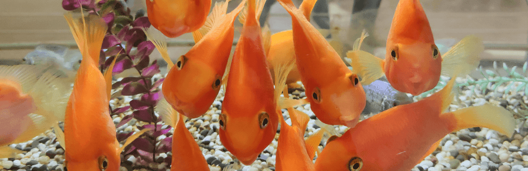 Comment traiter les maladies chez les poissons d'aquarium