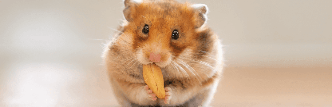 Arrivée d’un hamster