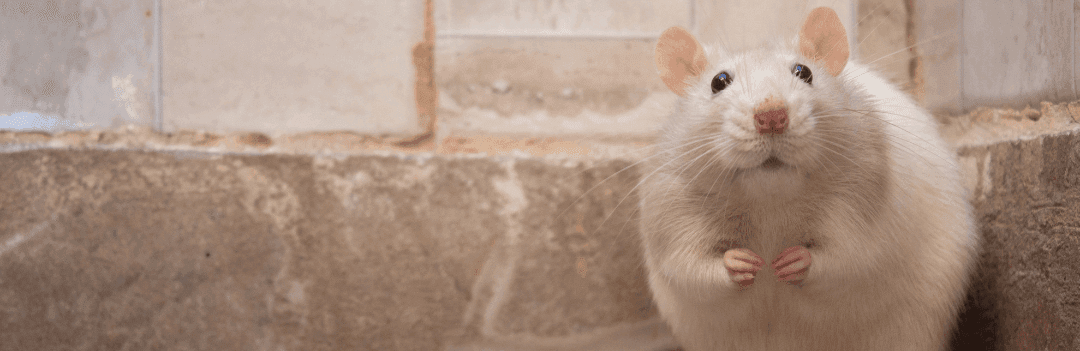 La Souris