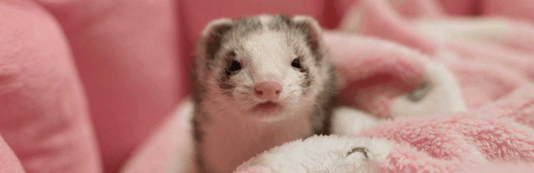 Arrivée du furet : Comment le rendre heureux