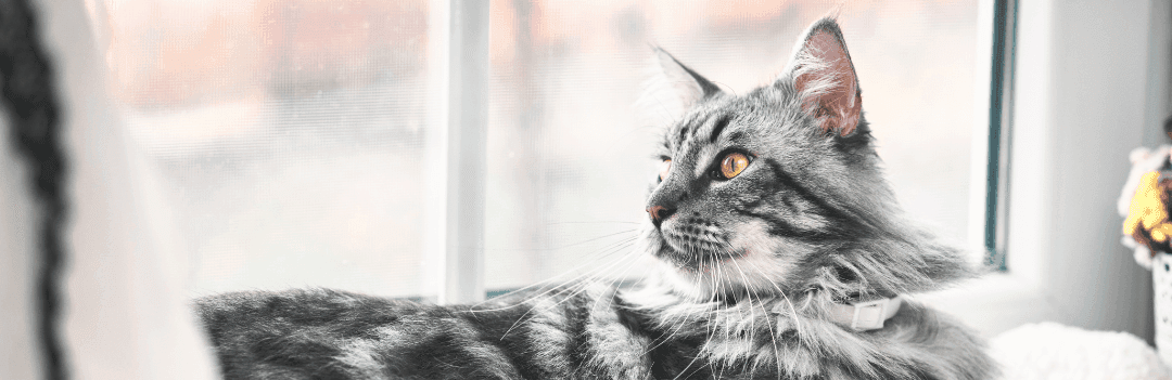 Arbre à chat pour Maine Coon