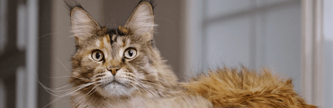 Le Maine Coon