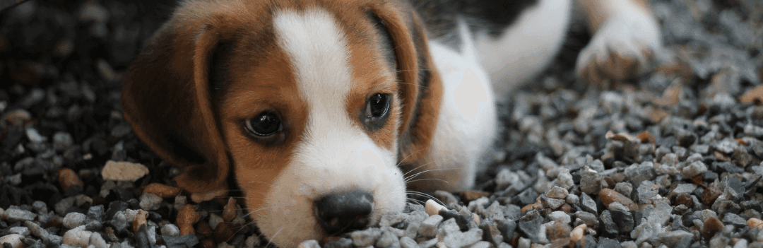 Arrivée du chiot : Préparez son installation