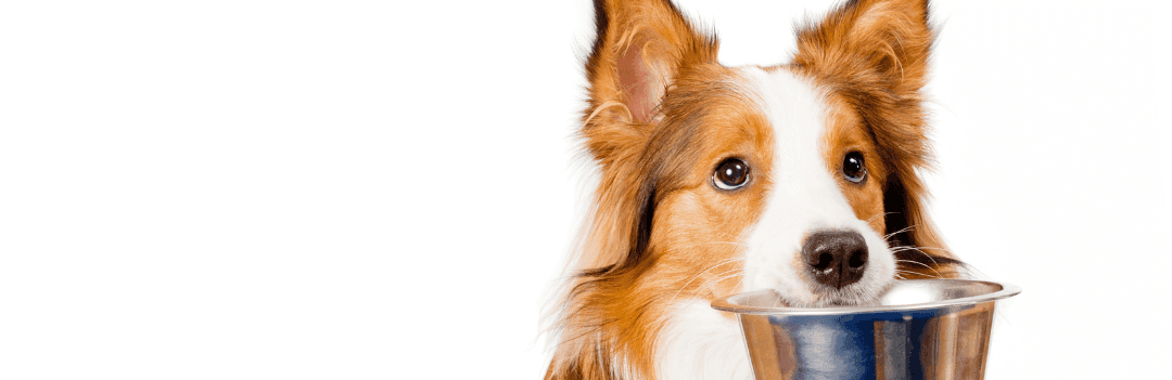 Que signifie un régime BARF pour un chien ?