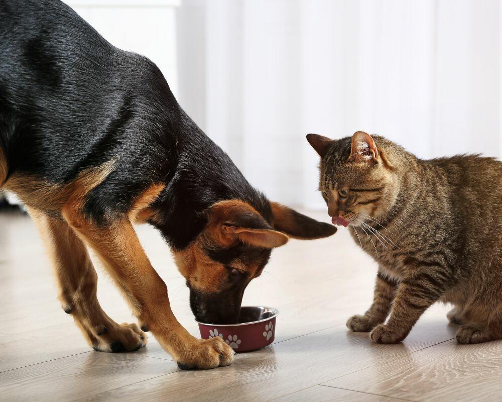 Est-ce que la nourriture pour chat est bonne pour les chiens ?