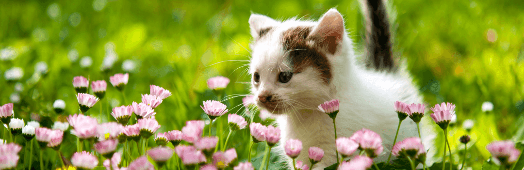 Arrivée du chaton : Préparez son installation