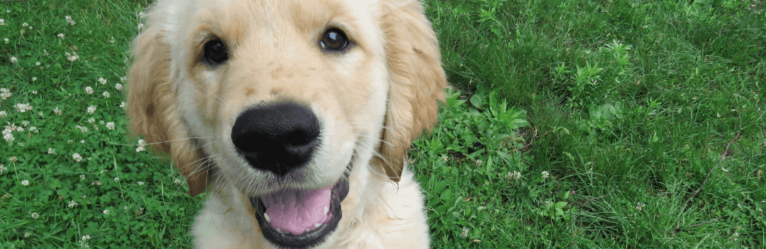 Nourrir son chiot sans croquettes