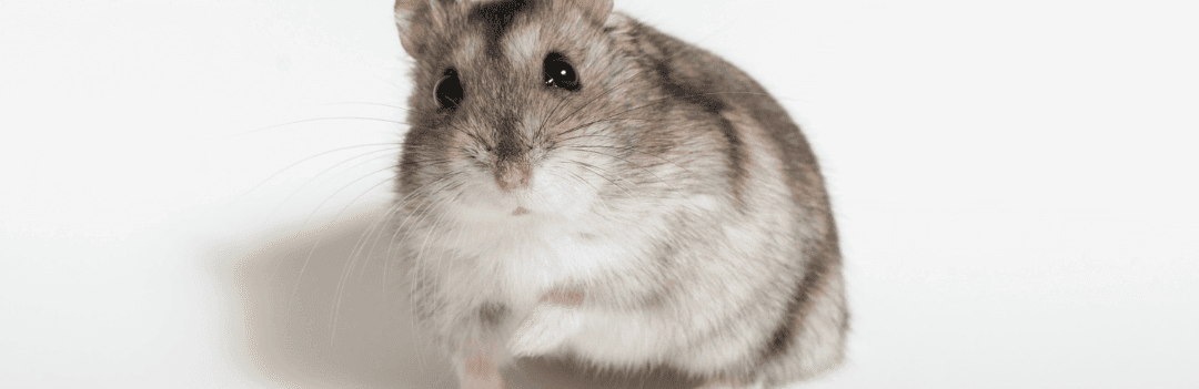 Hamster Russe