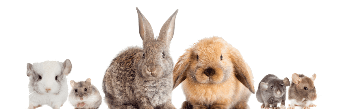 Quelles questions se poser avant d’adopter un rongeur ?