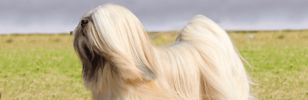 Le Lhassa Apso