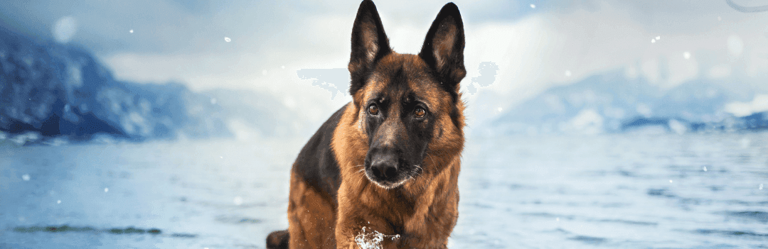 Berger Allemand : caractère, éducation et santé