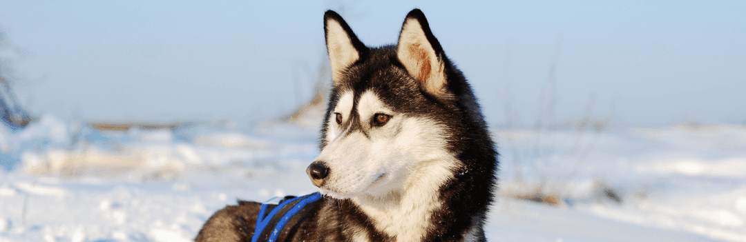Le Husky Sibérien