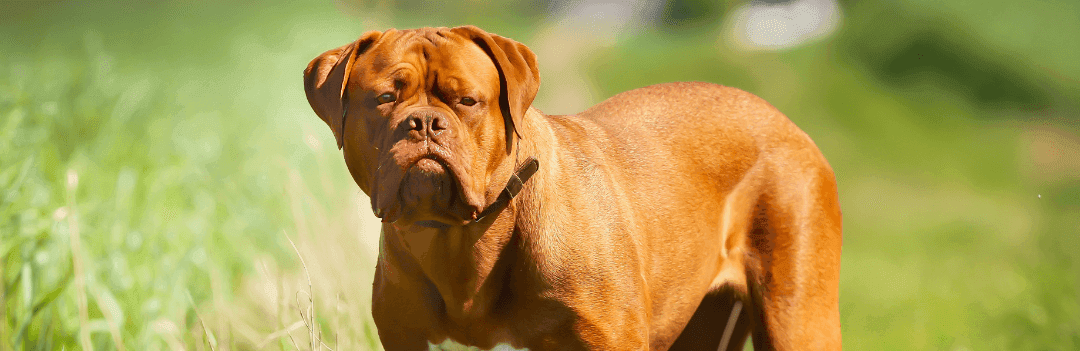 Le Dogue de Bordeaux