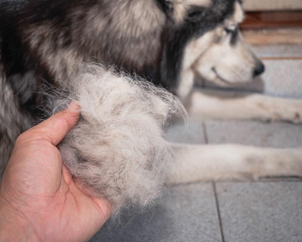Des croquettes pour un chien qui perd ses poils