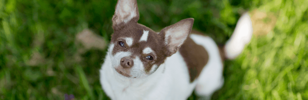 Chihuahua : origines, caractère et conseils d'experts