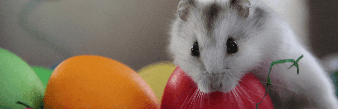 Hamster Angora