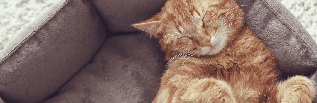 Combien de temps dort un chat ?