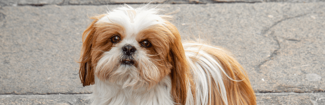 Le Shih Tzu