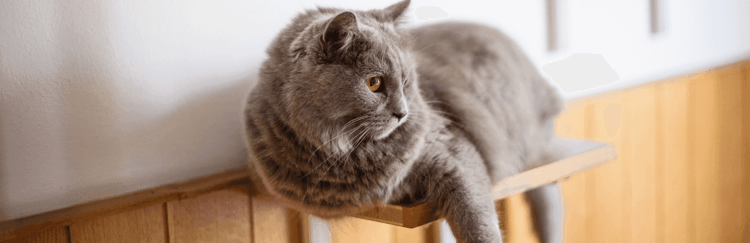 Chartreux : caractère, santé et conseils d'entretien