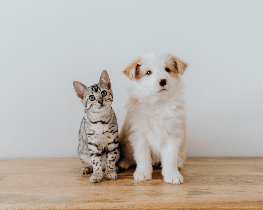 Quelles différences entre les croquettes chat et chien ?