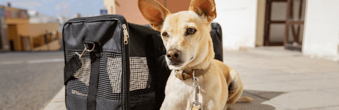 Comment choisir un sac de transport pour mon chien ?