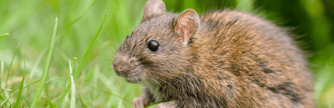 Le Rat