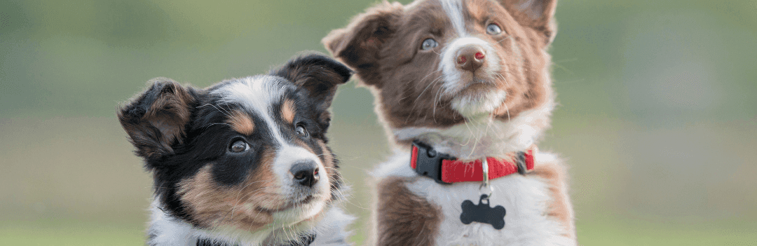 Comment rendre sociable son chiot ?