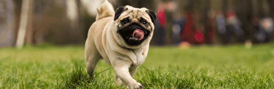 Les noms de chien en T