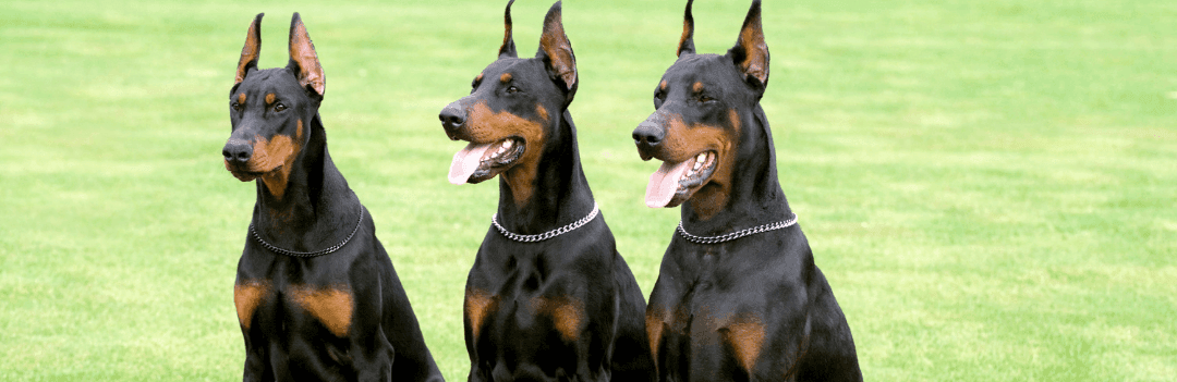 Chiens méchants : la liste des chiens les plus dangereux